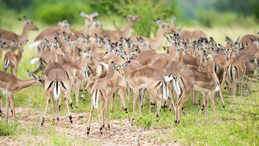 A herd of impala, Aepyceros melampus, against a green background.