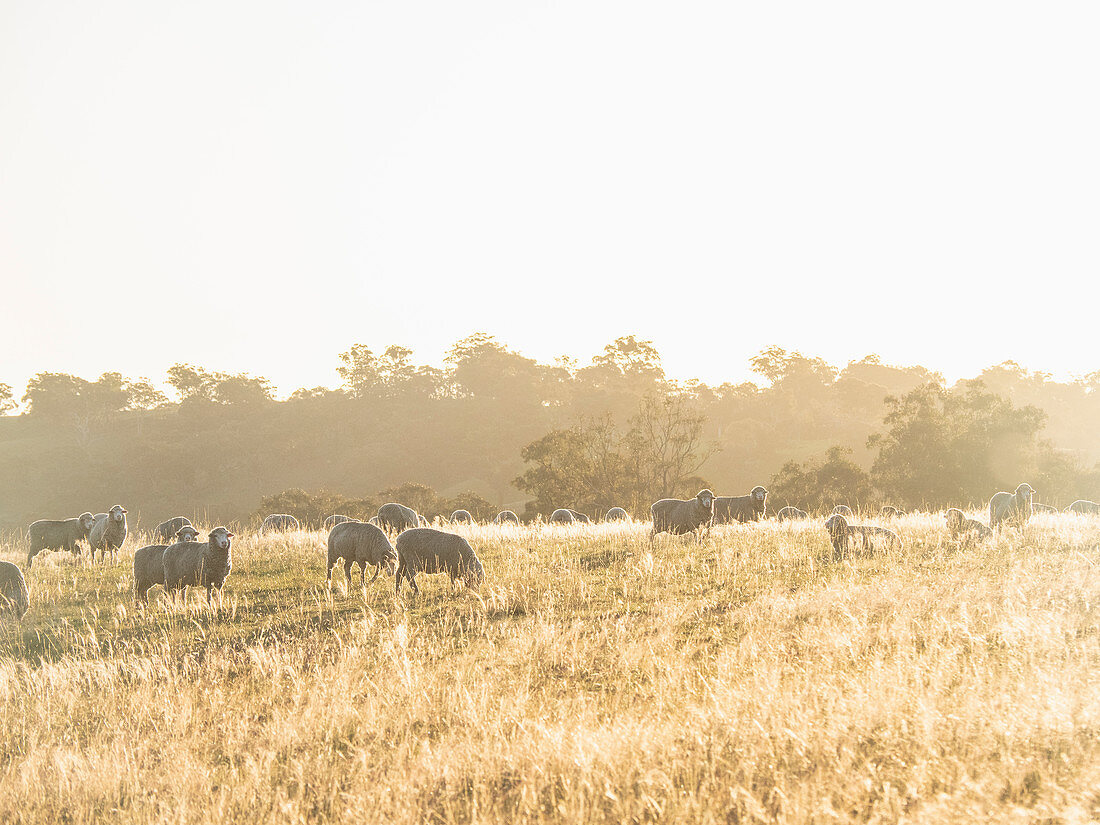 Australia,New South Whales,Kandos,Sheep grazing at sunset