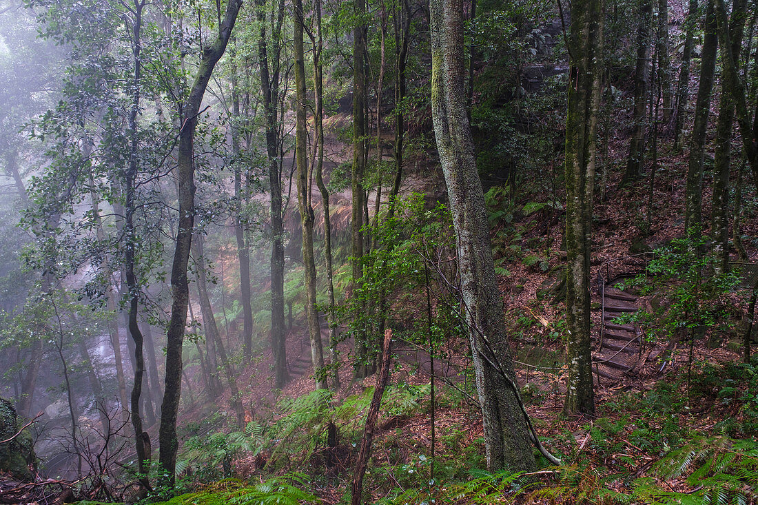 Australien, New South Whales, Katoomba, Misty Regenwald im Blue Mountains National Park