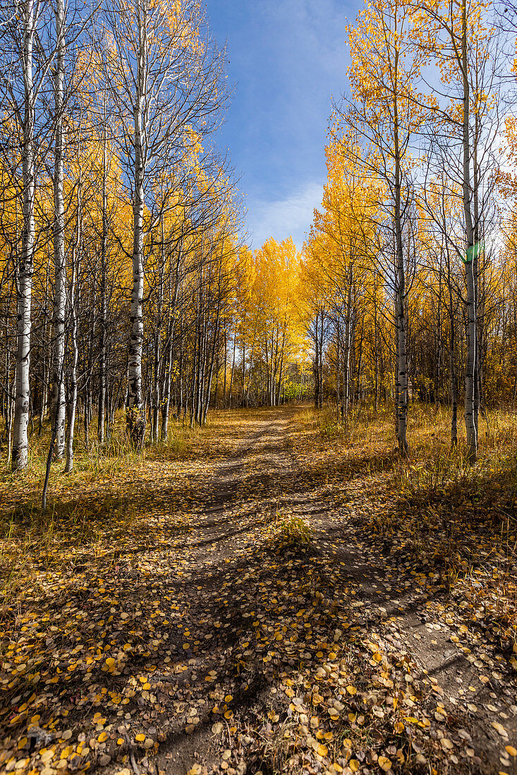 USA, Idaho, Sun Valley, Weg durch den herbstlichen Wald mit gelben Bäumen
