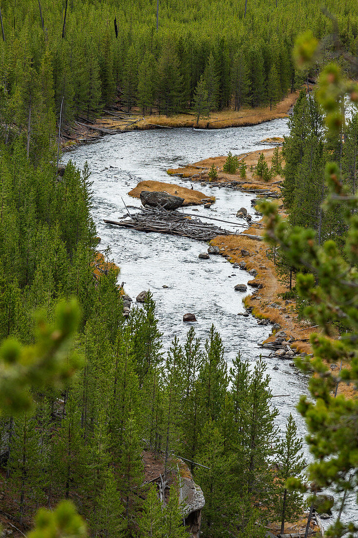 USA, Wyoming, Yellowstone-Nationalpark, Gibbon River unter Wald im Yellowstone-Nationalpark