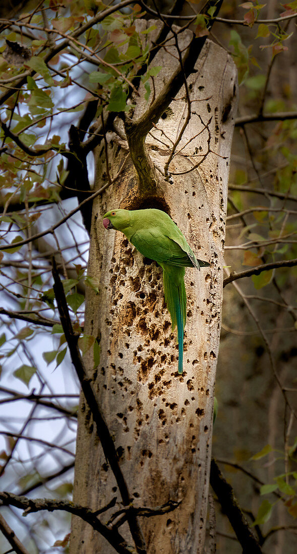 Indian ringneck parrot building a nest in the tree for breeding, Bad Honnef, NRW, Germany