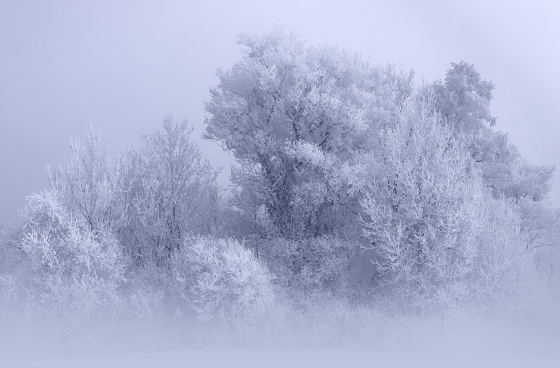 Baumgruppe an einem Nebelmorgen im Winter im Kochelmoos, Kochel am See, Oberbayern, Bayern, Deutschland