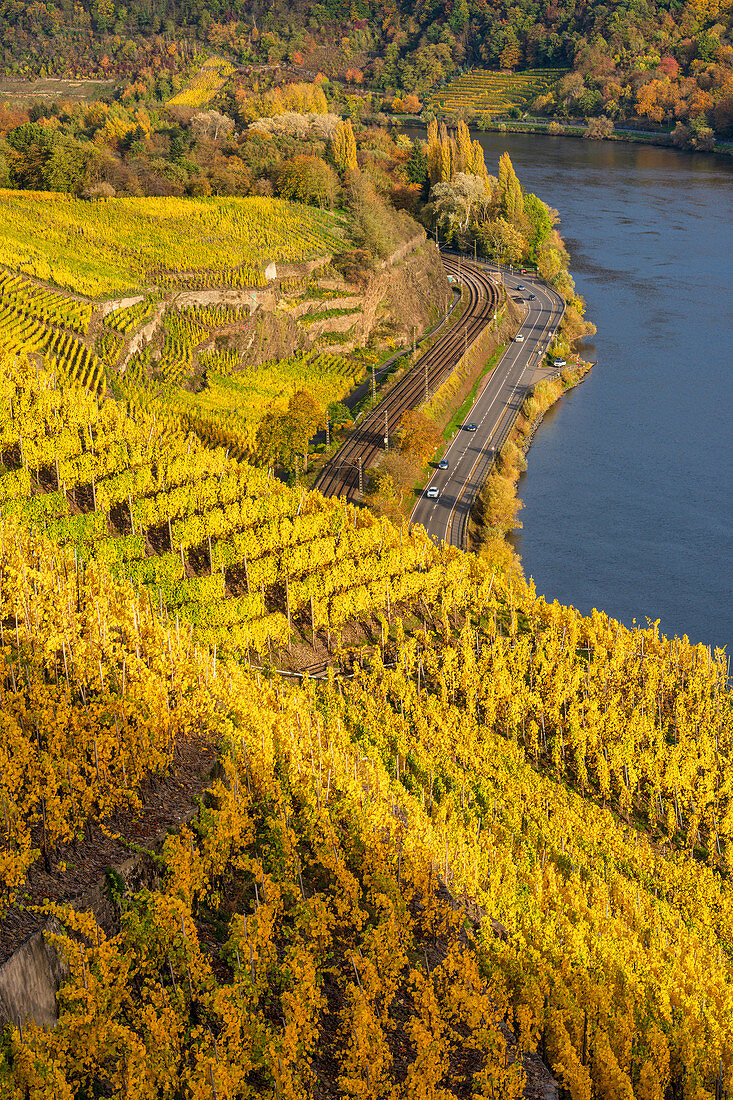 Blick über herbstliches Weinlaub auf die Mosel, Winningen, Moseltal, Rheinland-Pfalz, Deutschland, Europa