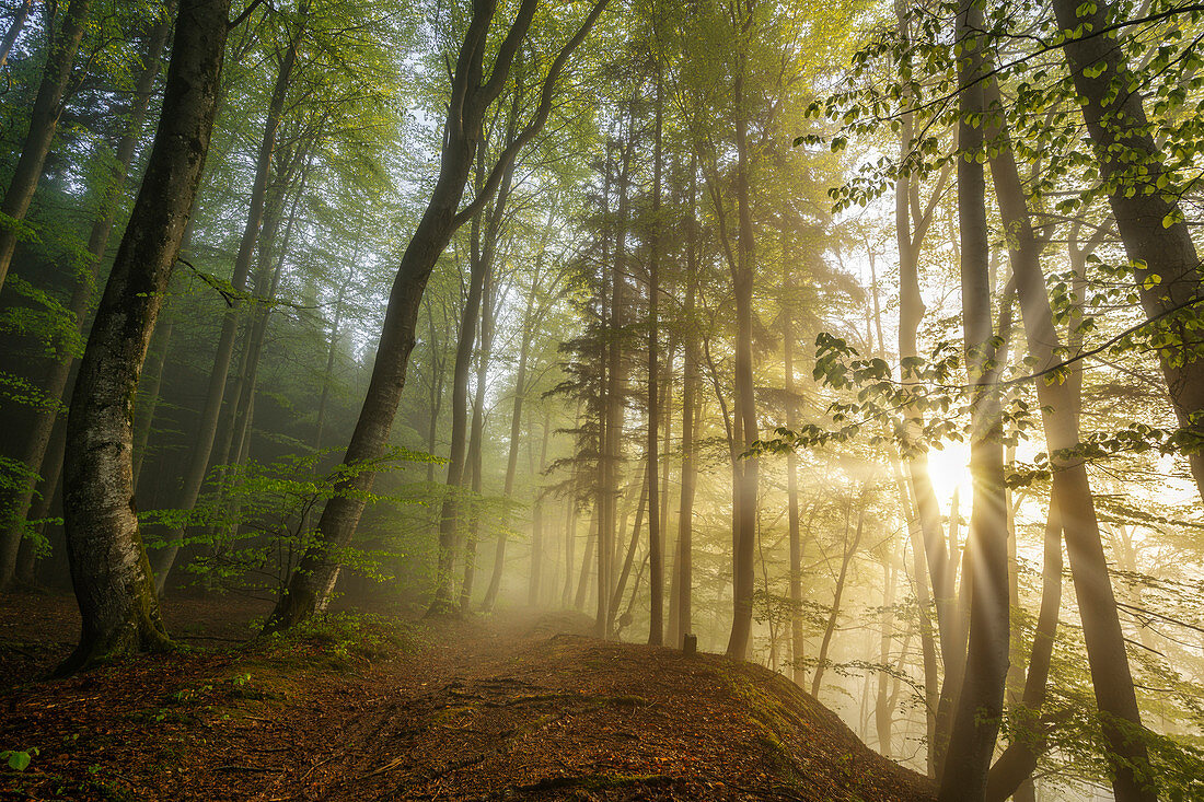 Morning mood in the beech forest in spring, Baierbrunn, Bavaria, Germany