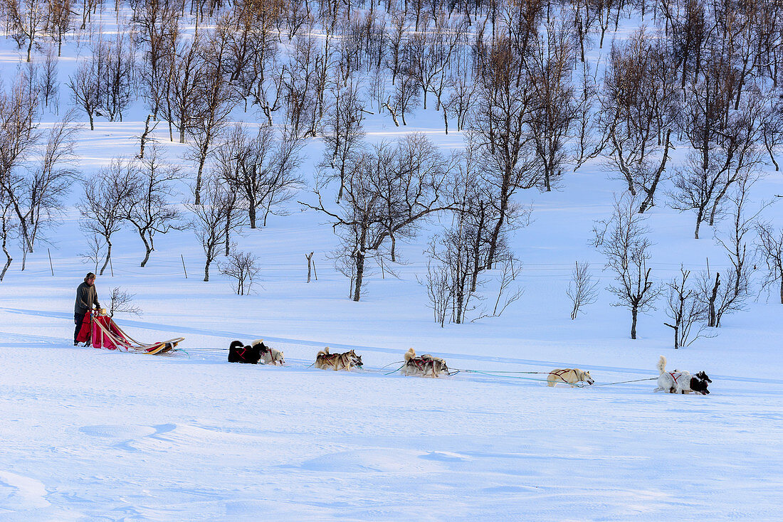 Hundeschlittentour bei Indset, Huskyfarm von Björn Klauer, Bardufoss, Norwegen