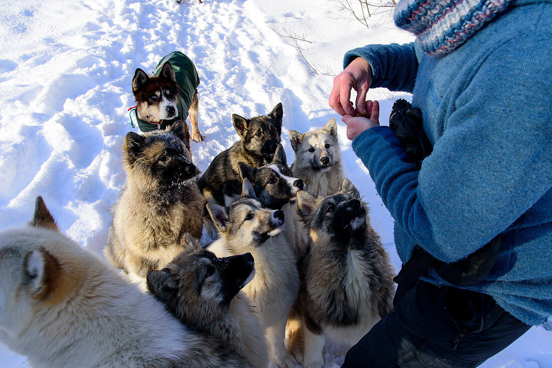 Junge Schlittenhund bekommen Leckerli, Huskyfarm von  Björn Klauer, Bardufoss, Norwegen