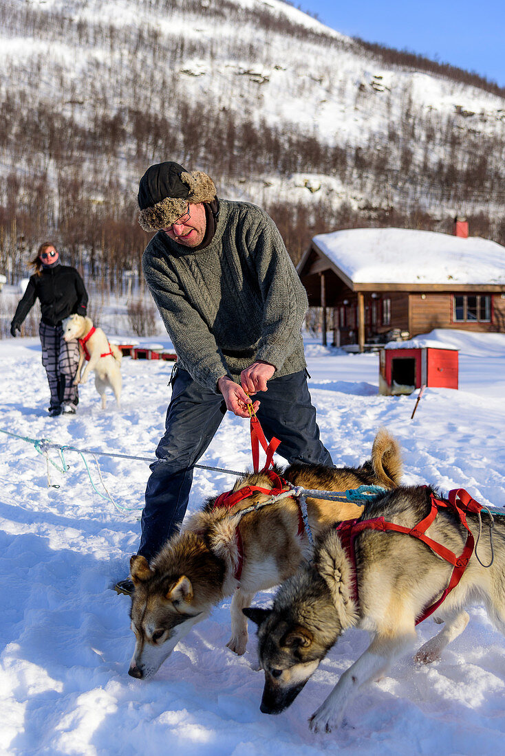 Schlittenhund wird angespannt, Huskyfarm von Björn Klauer, Bardufoss, Norwegen