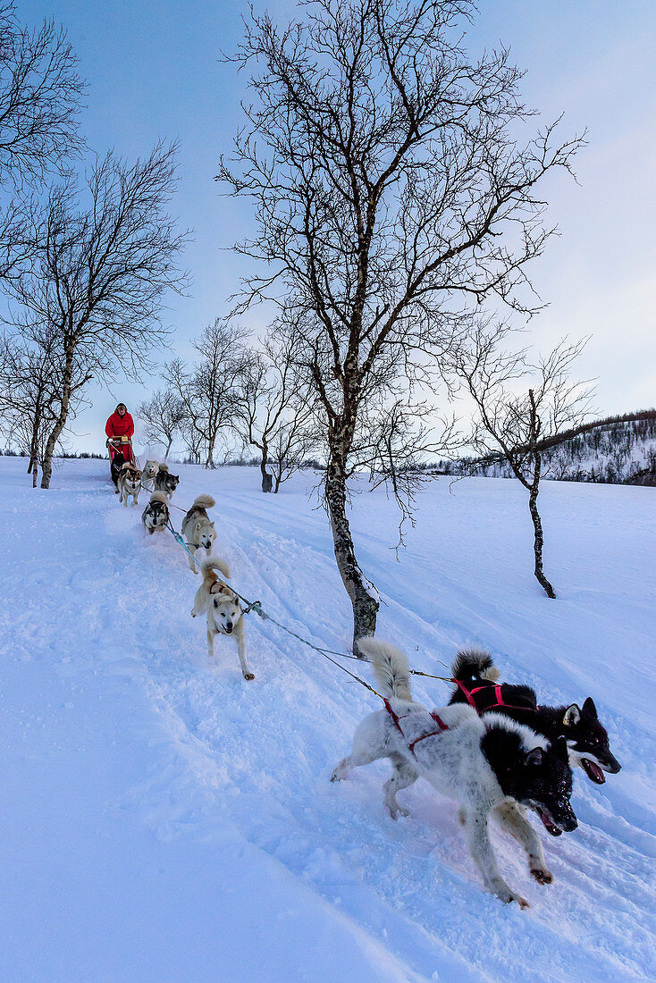 Hundeschlittentour bei Indset, Huskyfarm von Björn Klauer, Bardufoss, Norwegen