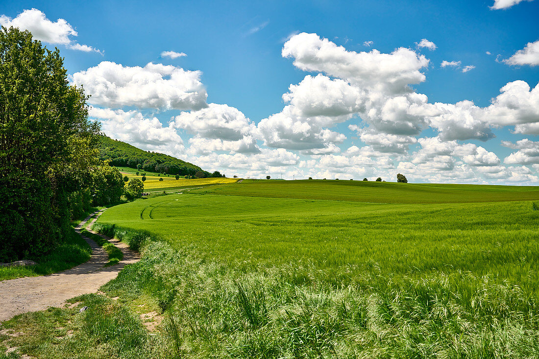 Cumulus clouds over summer fields in Burgbrohl, Rhineland-Palatinate, Germany