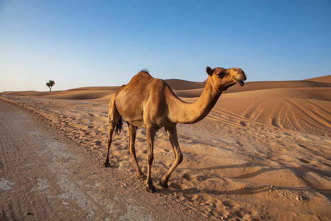 Kamel läuft entlang Straße durch die Wüste, nahe Arabian Nights Village, Razeen Area of Al Khatim, Abu Dhabi, Vereinigte Arabische Emirate, Naher Osten