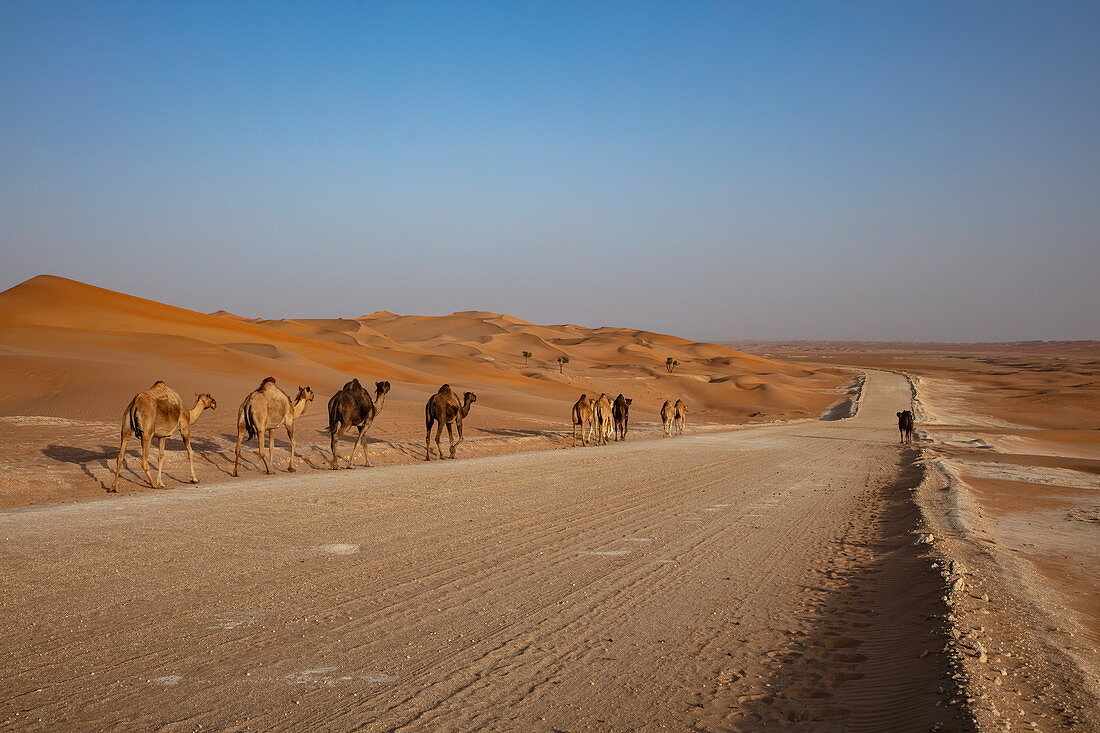 Kamele laufen entlang Straße durch die Wüste, nahe Arabian Nights Village, Razeen Area of Al Khatim, Abu Dhabi, Vereinigte Arabische Emirate, Naher Osten