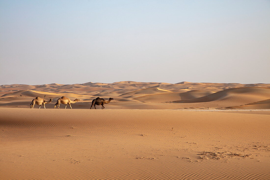 Three camels run on sand dune in the desert, near Arabian Nights Village, Razeen Area of Al Khatim, Abu Dhabi, United Arab Emirates, Middle East