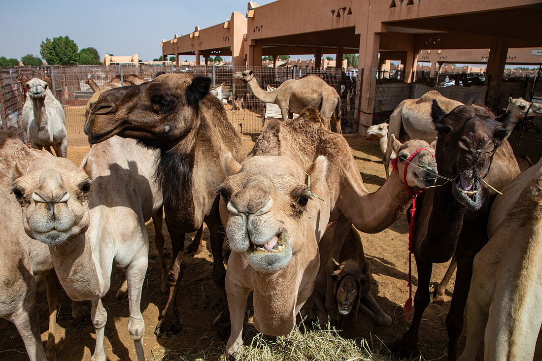 Dromedare auf dem Al Ain Kamelmarkt, Al Ain, Abu Dhabi, Vereinigte Arabische Emirate, Naher Osten