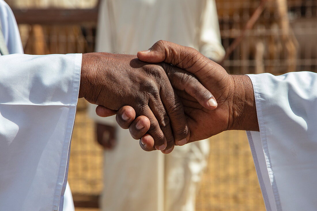 Detail eines Handshake-Deal für den Verkauf von Dromedaren auf dem Al Ain Kamelmarkt, Al Ain, Abu Dhabi, Vereinigte Arabische Emirate, Naher Osten