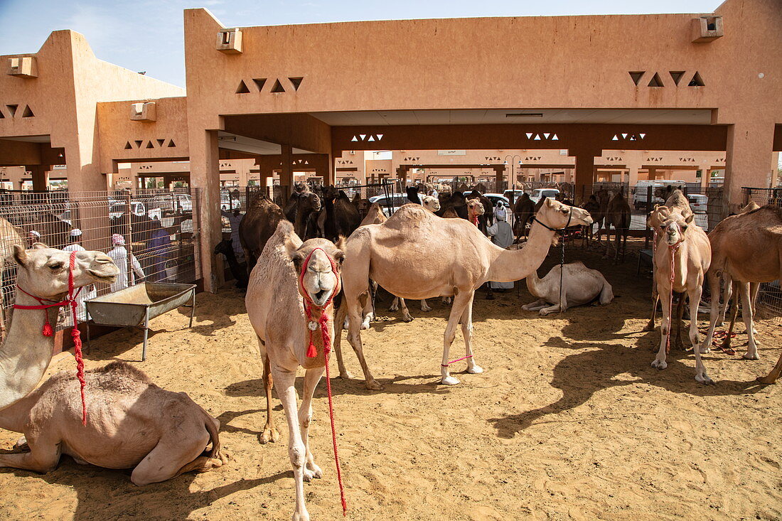 Dromedaries in the Al Ain Camel Market, Al Ain, Abu Dhabi, United Arab Emirates, Middle East