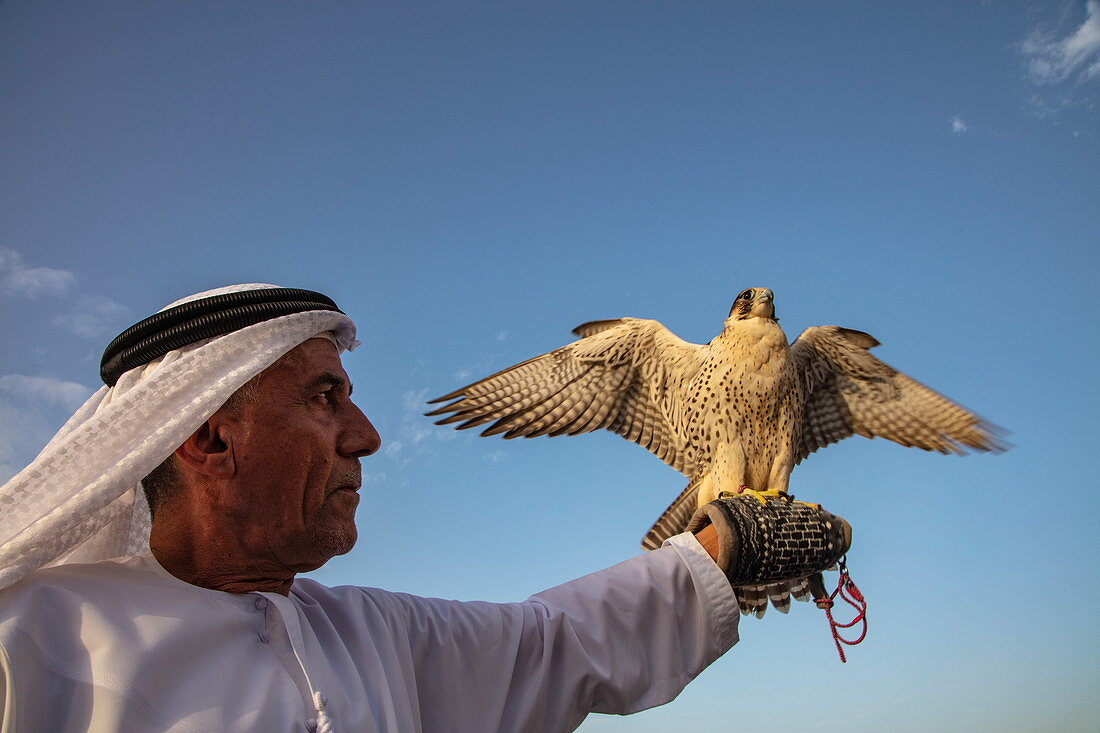 Würdevoller Araber hält Falke in der Hand, nahe Al Ain, Abu Dhabi, Vereinigte Arabische Emirate, Naher Osten