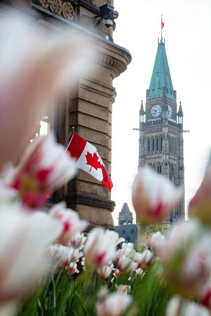 Turm vom Parlamentsgebäude gesehen durch Tulpen mit kanadischer Nationalflagge auf Gebäude, Ottawa, Ontario, Kanada, Nordamerika