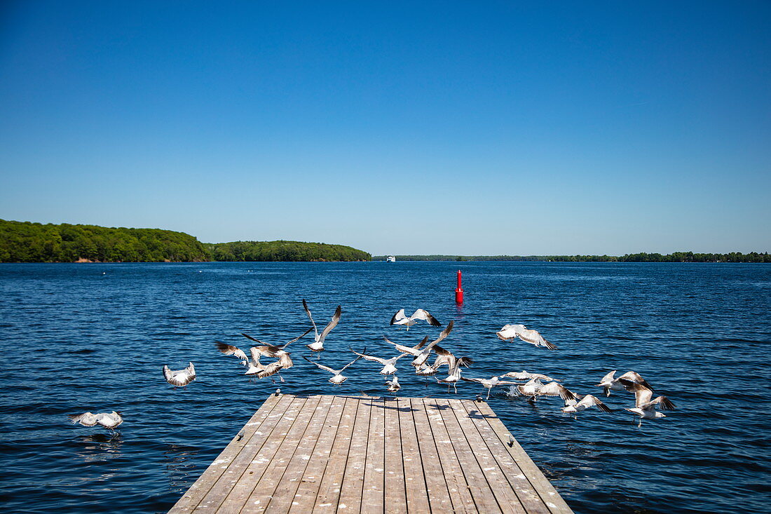 Seagulls fly from the jetty of Westport Marina on Big Rideau Lake, Westport, Ontario, Canada, North America