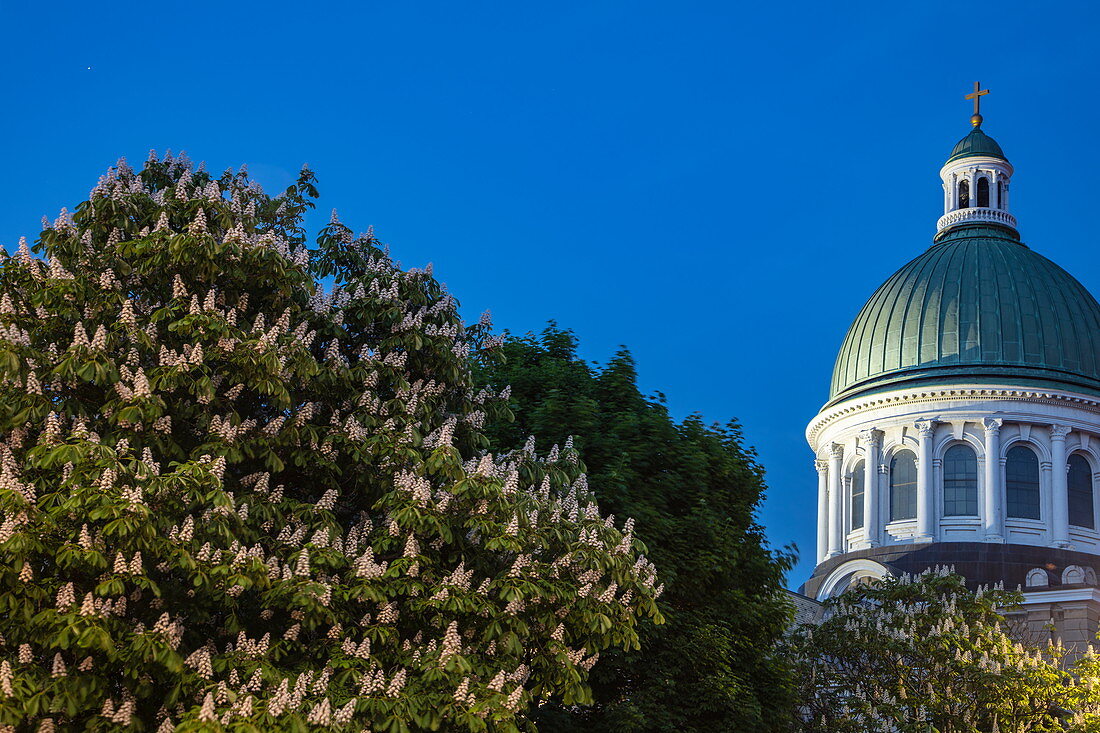 Blühender Kastanienbaum und Kuppel des Kingston Capitol Building in der Abenddämmerung, Kingston, Ontario, Kanada, Nordamerika