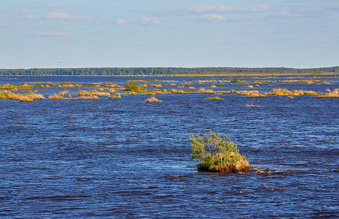 Schwimmende Inseln im Weißen See, Béloje Ózero, Wolga-Ostsee-Kanal, Beloserskij District, Vologda Oblast, Oblast Wologda, Russland, Europa