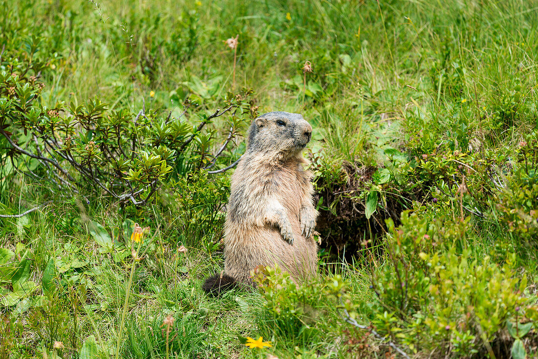 Alpenmurmeltier (Marmota marmota), Allgäuer Alpen, Allgäu, Bayern, Deutschland, Europa