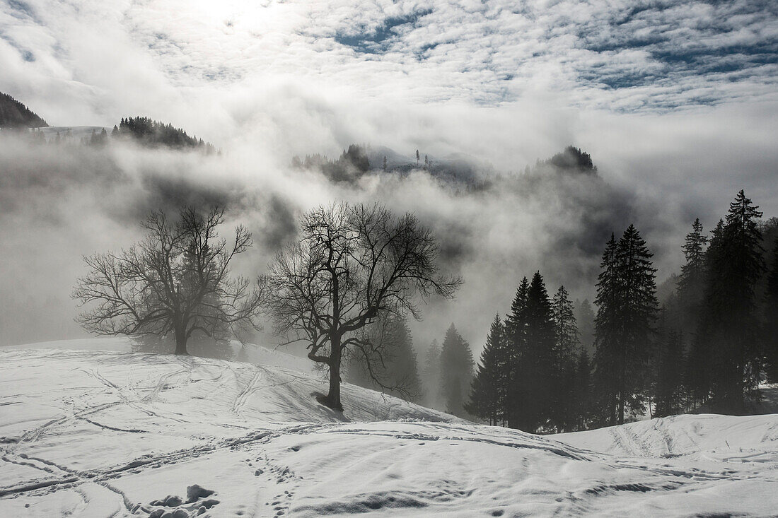Nebelstimmung unterhalb der Priener Hütte, Chiemgauer Alpen, Sachrang, Bayern, Deutschland