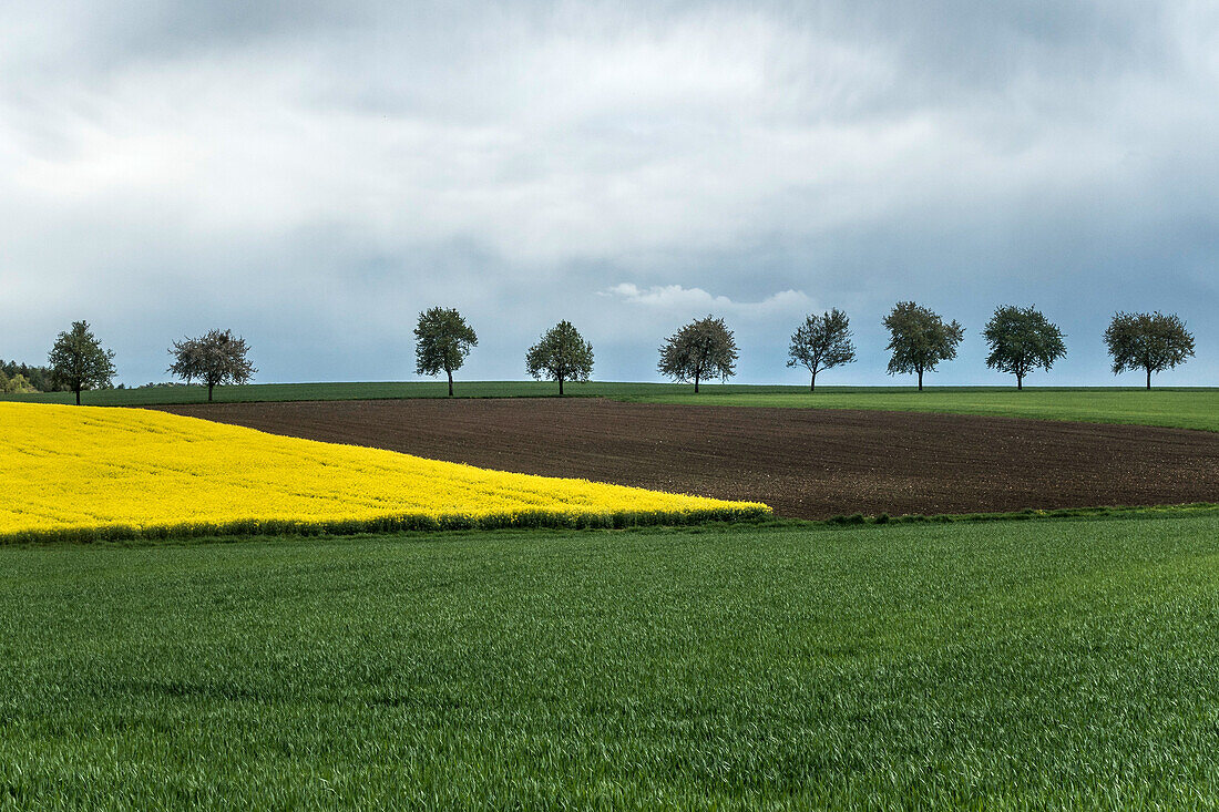 Eine Baumreihe im ländlichen Bayern, Monheim, Bayern, Deutschland