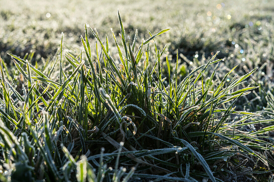 Gras mit Rauhreif, Frankenjura, Bayern, Deutschland