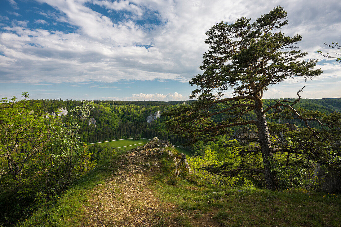 Ausblick vom Stiegelesfelsen, bei Fridingen, Naturpark Obere Donau, Oberes Donautal, Donau, Schwäbische Alb, Baden-Württemberg, Deutschland