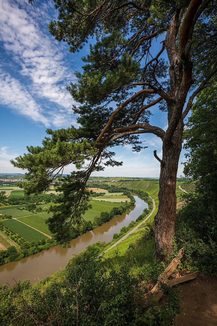 Hessigheim rock gardens, Hessigheim, Neckar, Neckar Valley, Baden-Württemberg, Germany