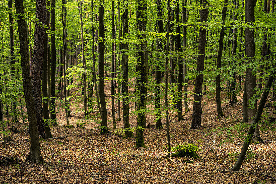 Mixed forest in the Palatinate Forest, Hermersbergerhof, Rhineland-Palatinate, Germany