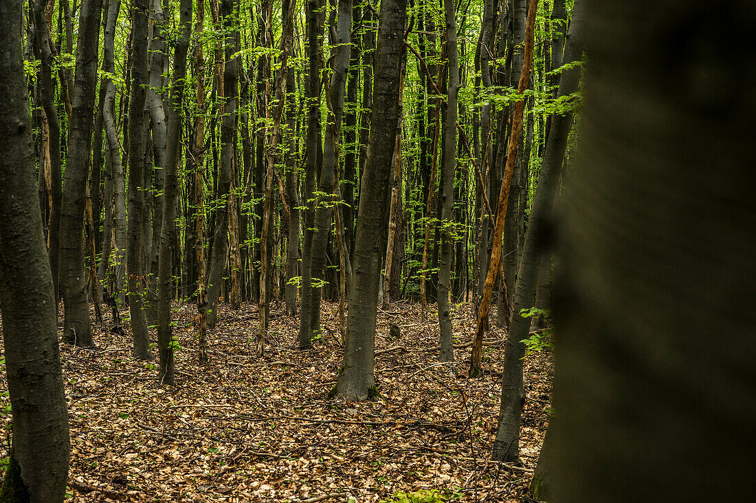 Young beech forest in the Palatinate Forest, Hermersbergerhof, Rhineland-Palatinate, Germany