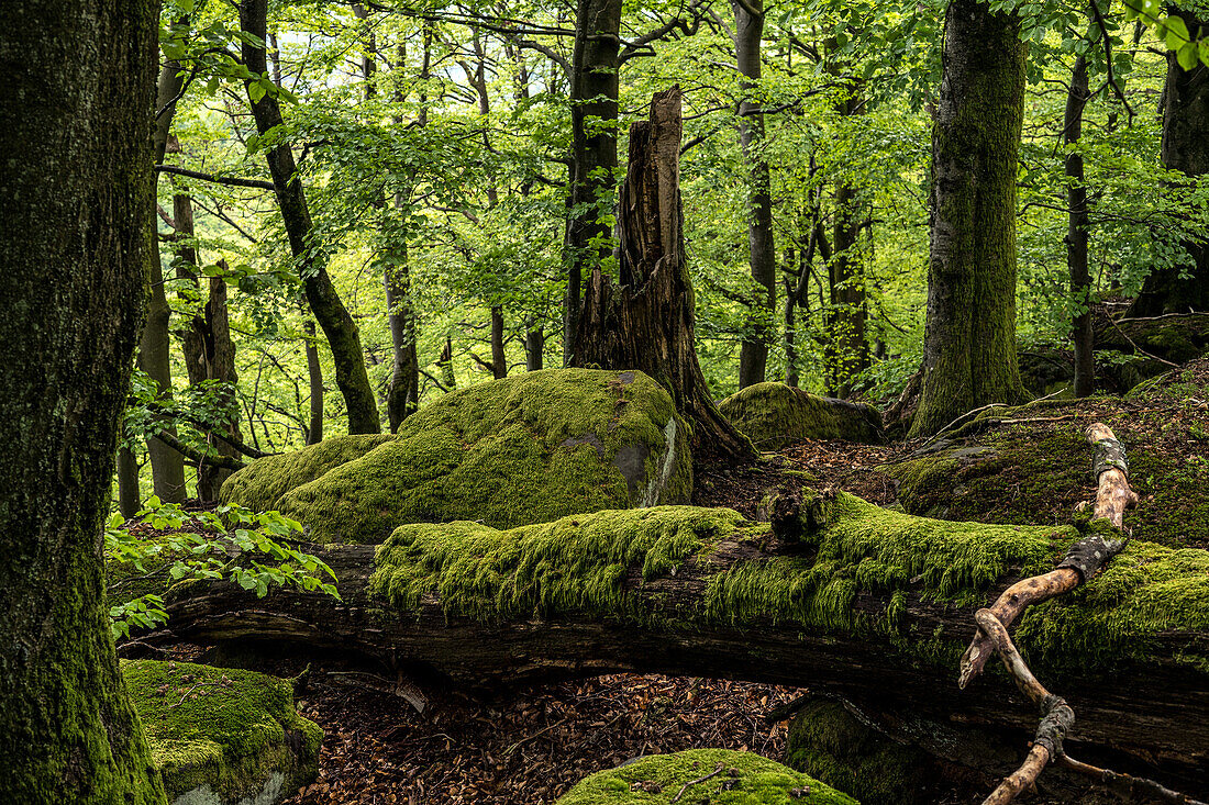 Deadwood and rocks in the natural forest reserve, Hermersbergerhof, Rhineland-Palatinate, Germany