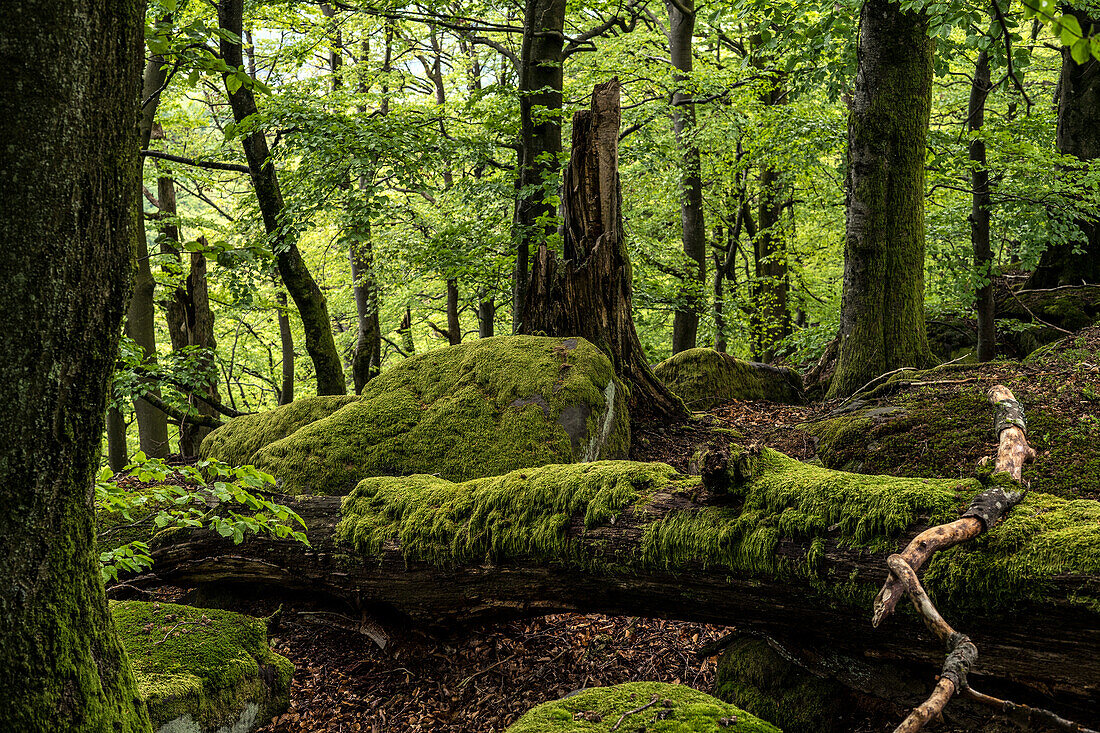 Totholz und Felsen im Naturwaldreservat, Hermersbergerhof, Rheinland-Pfalz, Deutschland