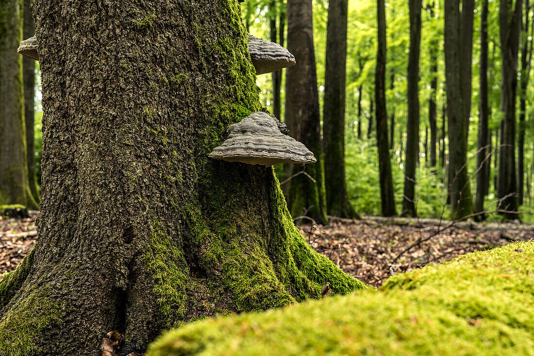 Baumpilze an einer Fichte im Pälzer Wald (Naturwaldreservat), Hermersbergerhof, Rheinland-Pfalz, Deutschland\n