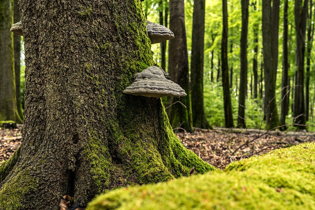 Tree fungi on a spruce in the Palatinate Forest (natural forest reserve), Hermersbergerhof, Rhineland-Palatinate, Germany