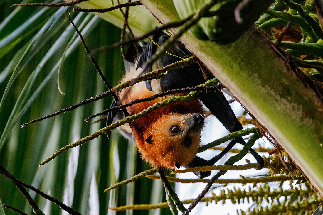 A fruit bat hangs upside down from a palm tree on the island of Mauritius in the Indian Ocean