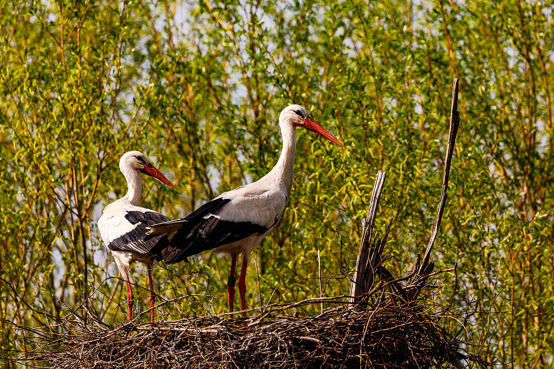 A pair of storks stands very attentively in their naturally built nest