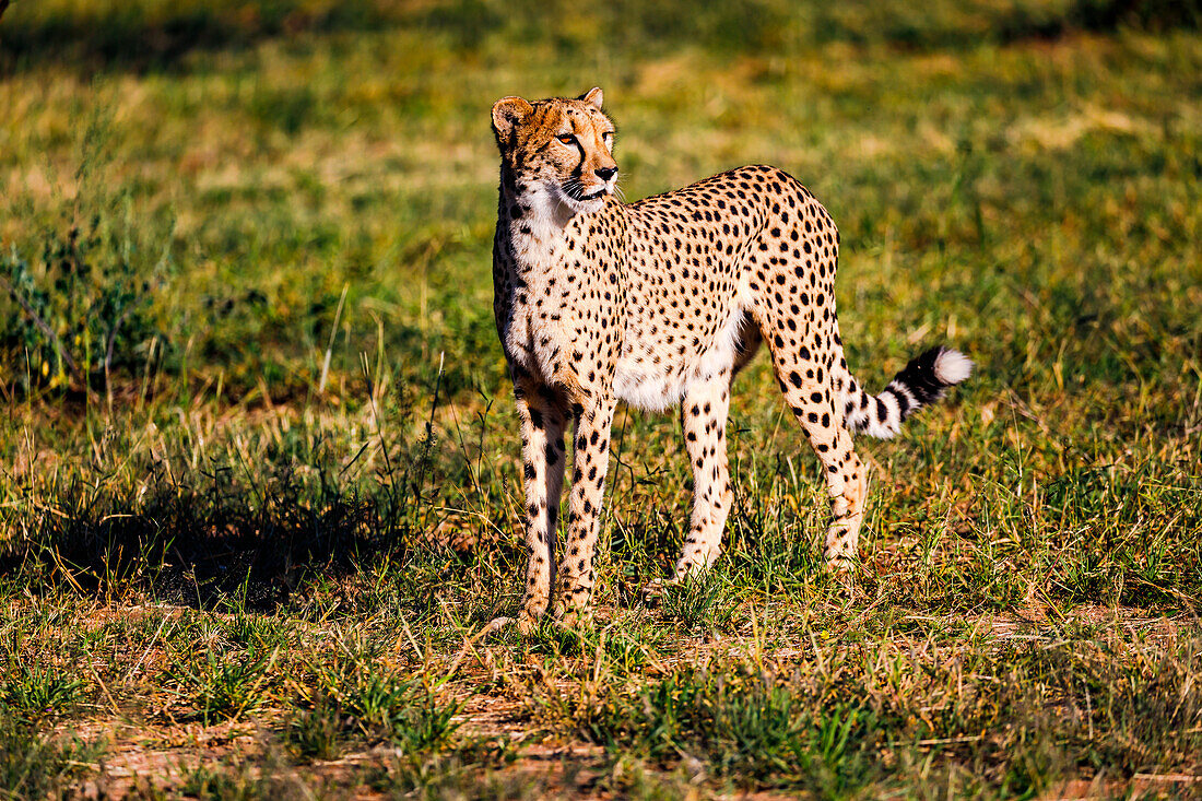 An attentive orange-eyed cheetah in a breeding station in Namibia, Africa