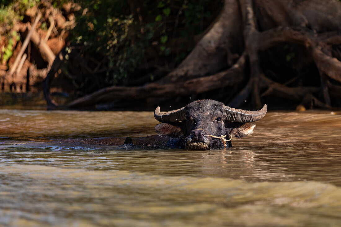 A water buffalo makes eye contact with a passing boat in Myanmar