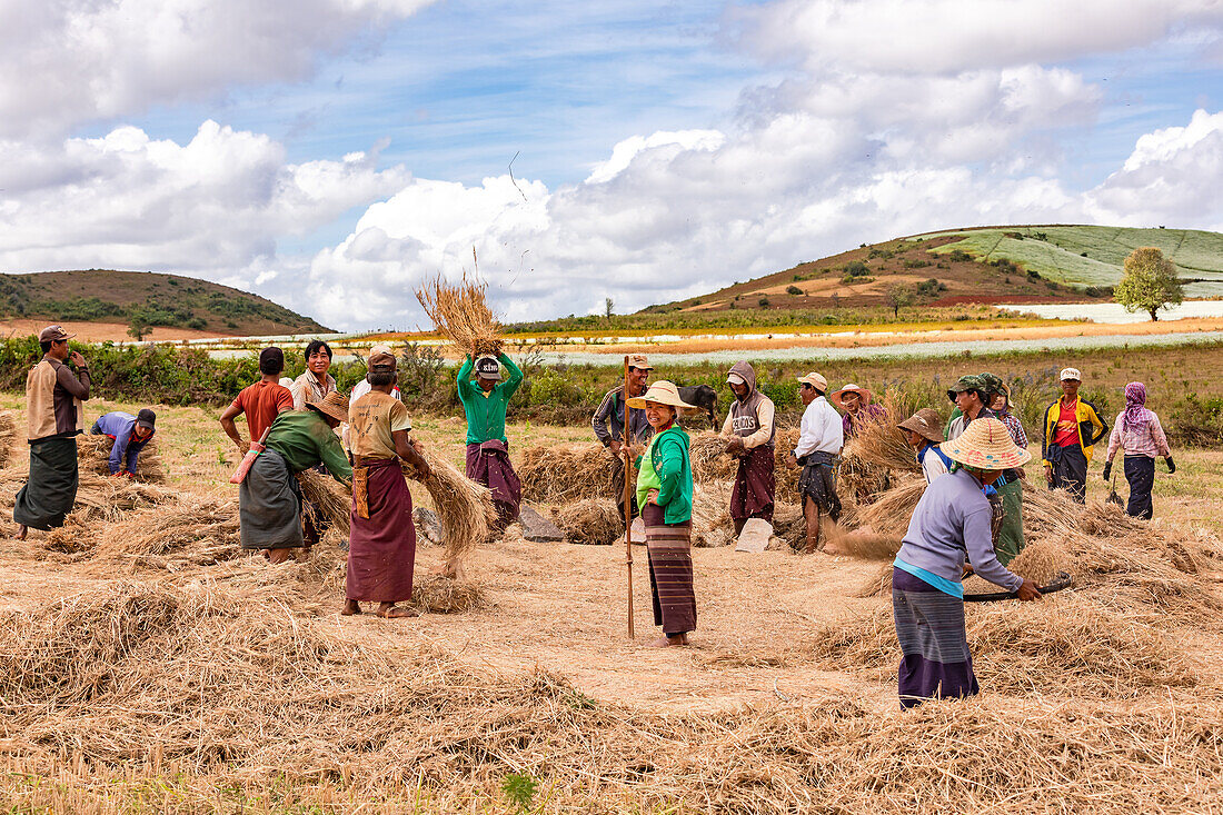 Farmers work in a field in a scenic Myanmar countryside to thresh the rice