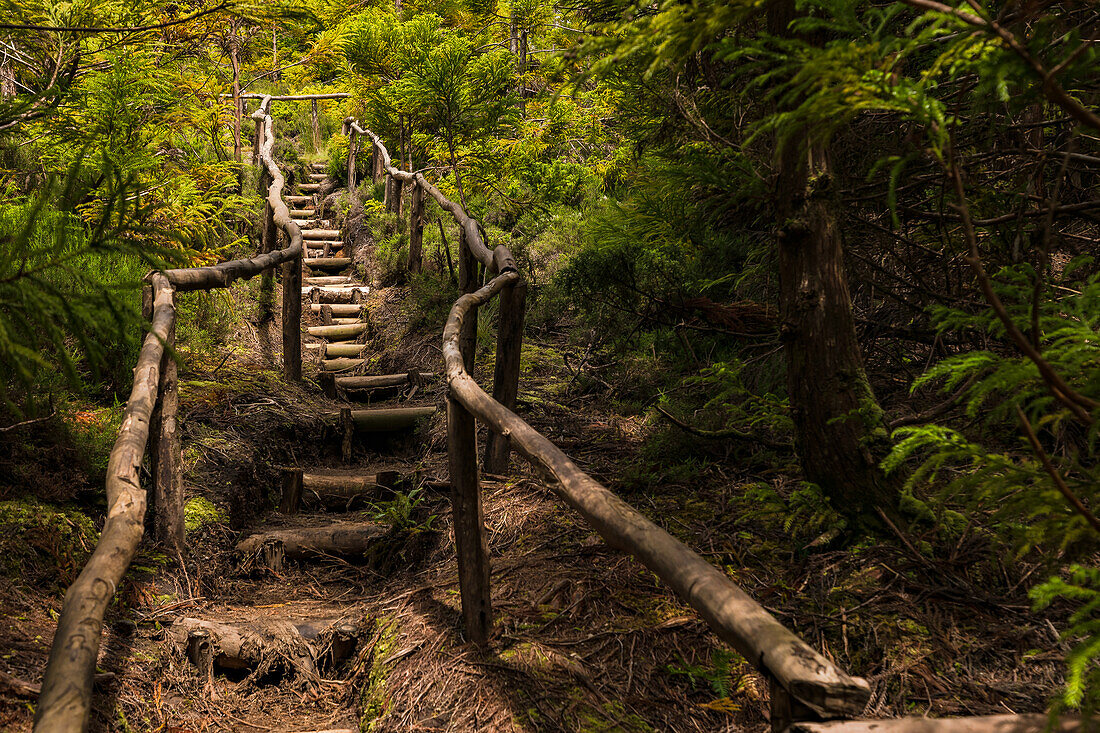 Ein rustikaler Wanderweg mit Treppenstufen im satt grünen Wald der Azoren-Insel Terceira, Portugal