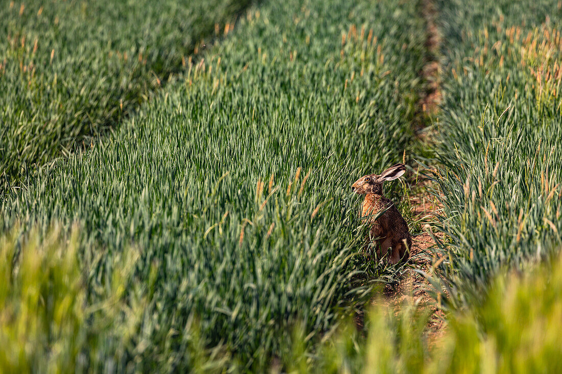 A rabbit sits with pricked ears in a tractor track in a grain field