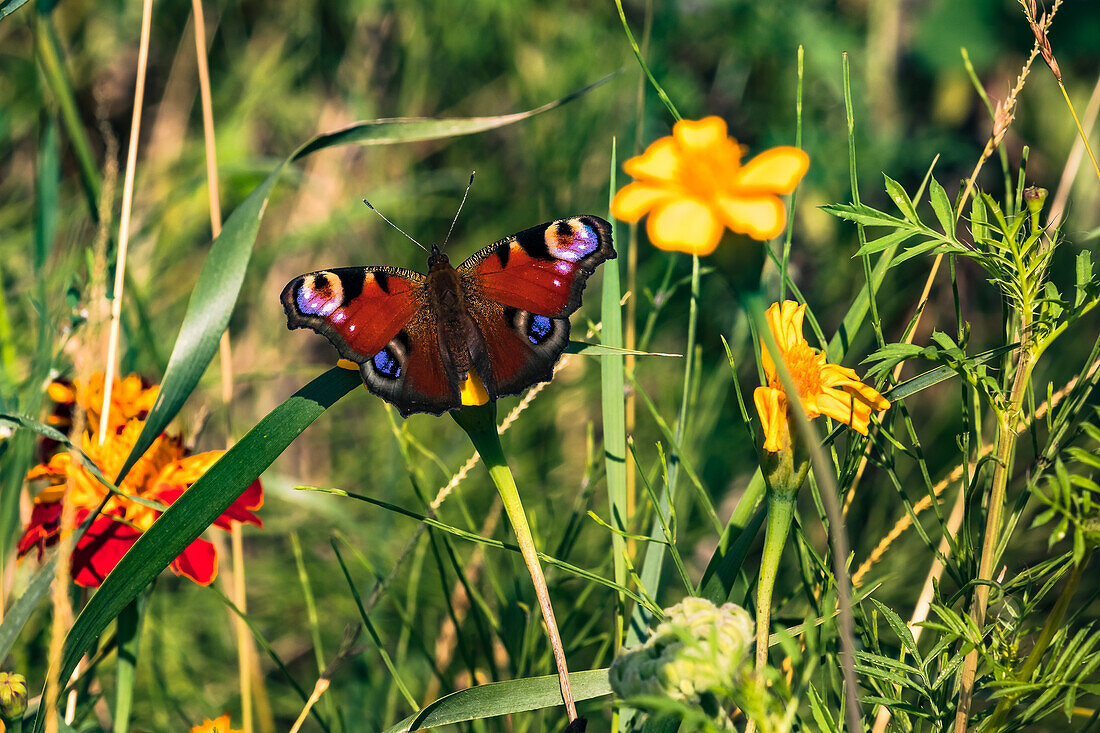 Colorful peacock butterfly sitting on a yellow blossom in a flower meadow