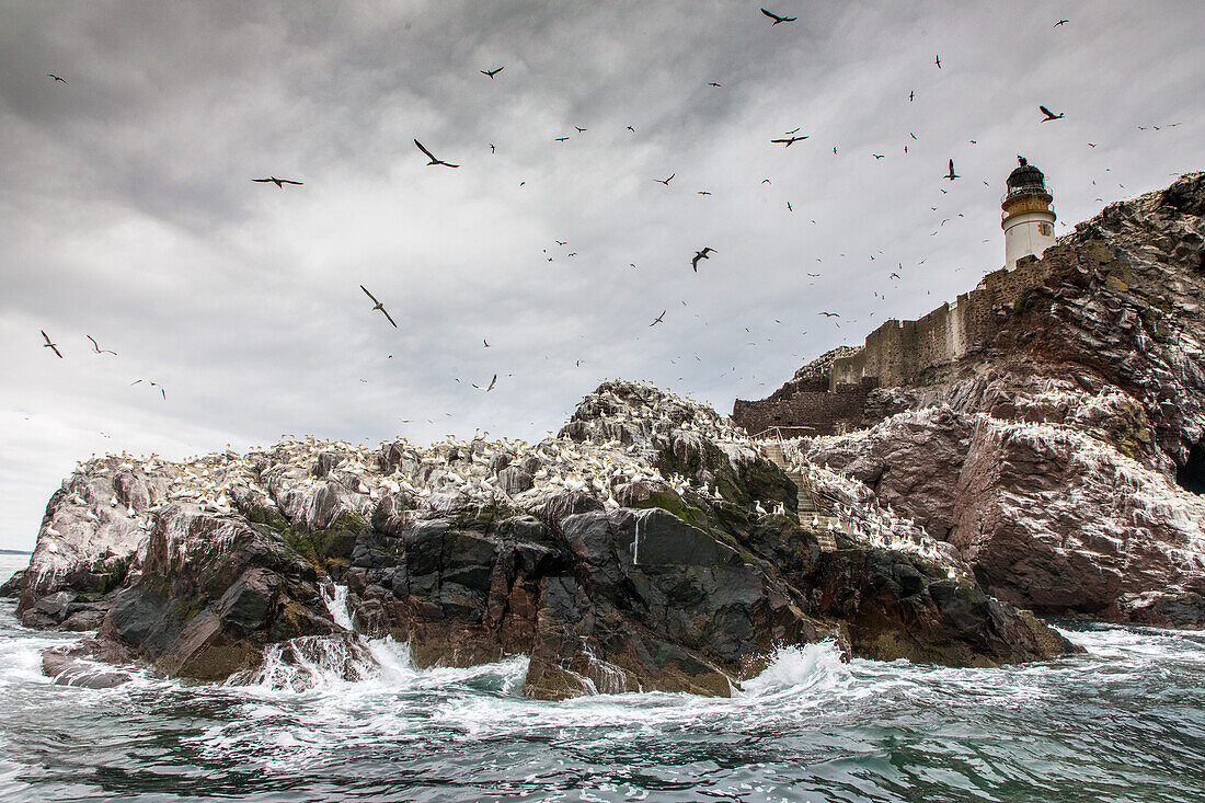 Bass Rock, Vogelinsel mit Basstölpel-Kolonie, Leuchtturm, Schottland, UK