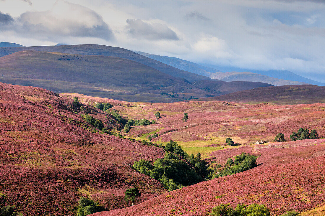 Flowering heather, highlands, rolling hills at Bridge of Brown, Scotland UK