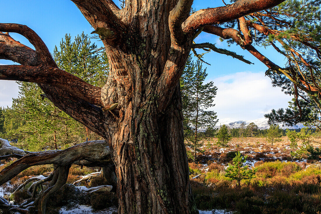 Granny Tree, Glenmore Forest, Caledonian Pine, Waldkiefer, Scots Pine, Schottland, UK