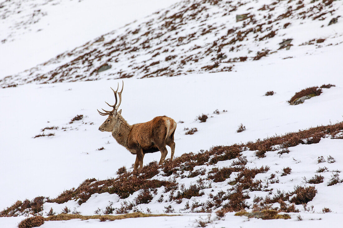 Red deer, antlers, stag in snow, Royal Deeside, Braemar, Aberdeenshire, Scotland, UK