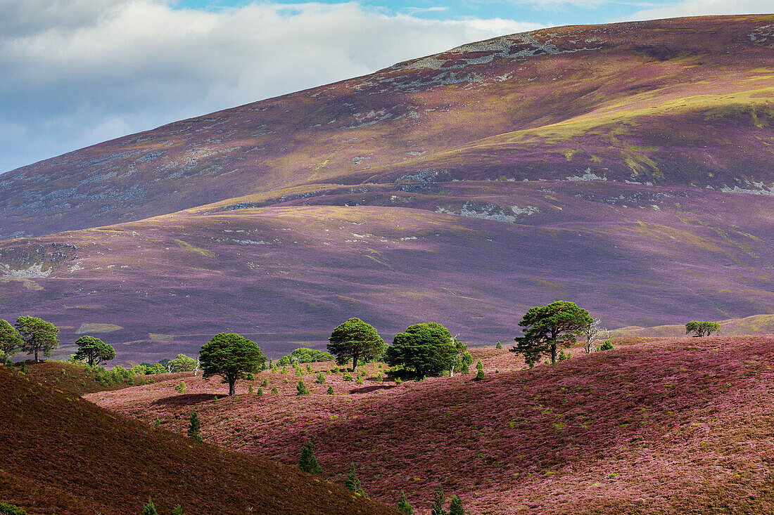 Ryvoan Walk, Glenmore Forest Park, Wanderweg Cairngorms, Sommer mit Heideblüte, leuchtend violett, rosa, Aviemore, Highlands, Schottland, UK